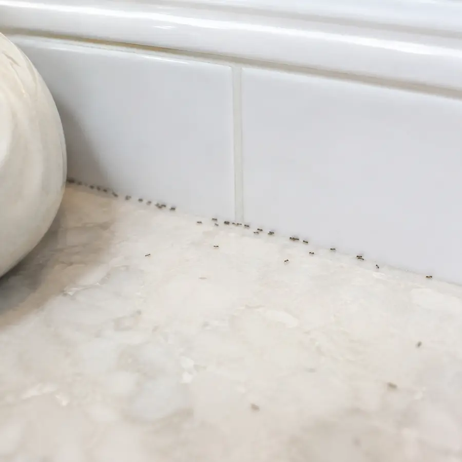 Kitchen or bathroom trails
