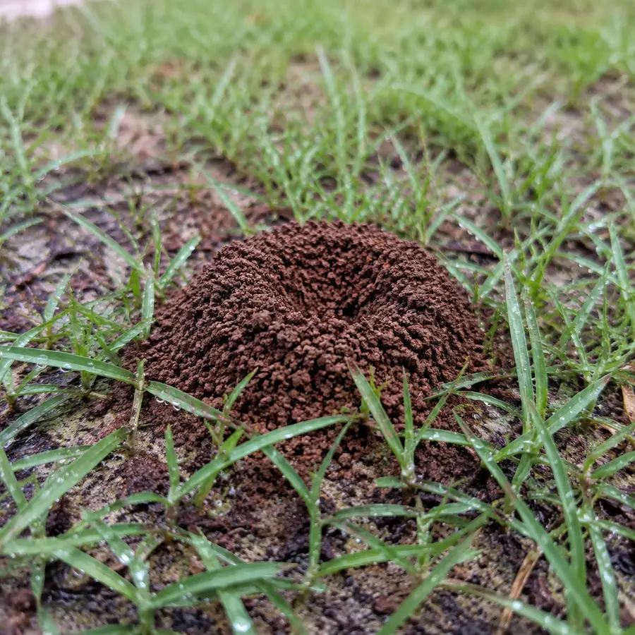 Fire ant mounds in the yard
