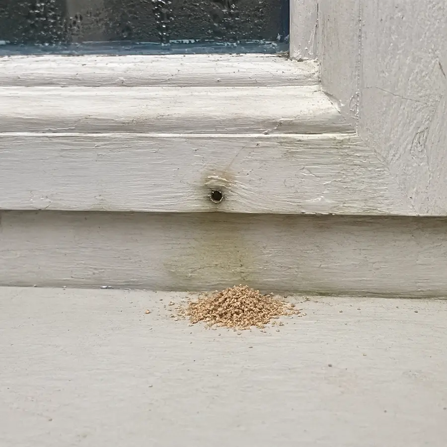 Sawdust-like debris near wood