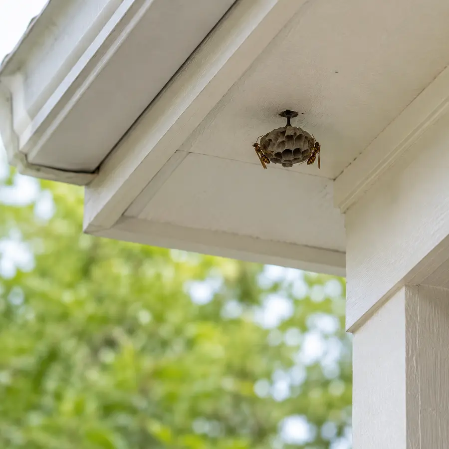 Wasp or hornet nests