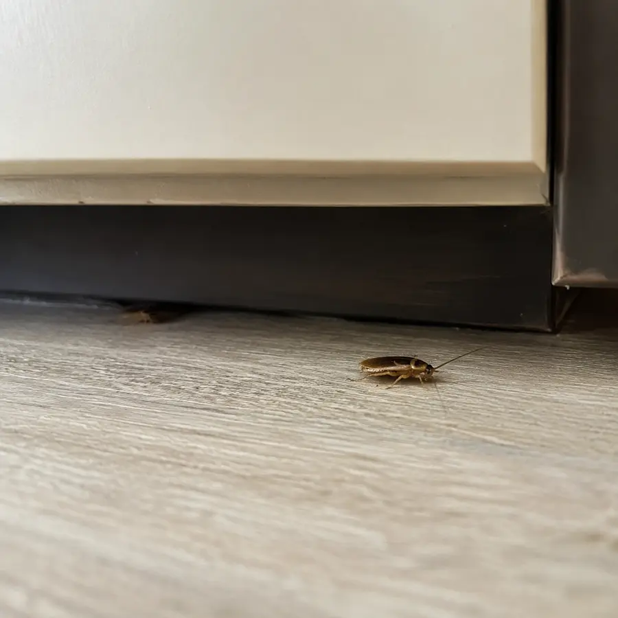 Roaches during the day