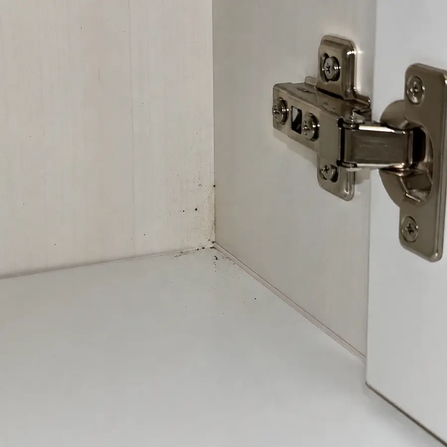 Droppings or a musty smell